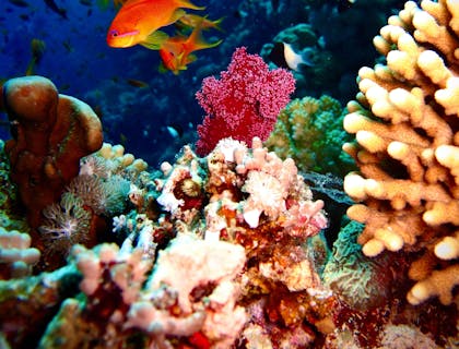 Un paesaggio subacqueo marino ricco di pesci e coralli.