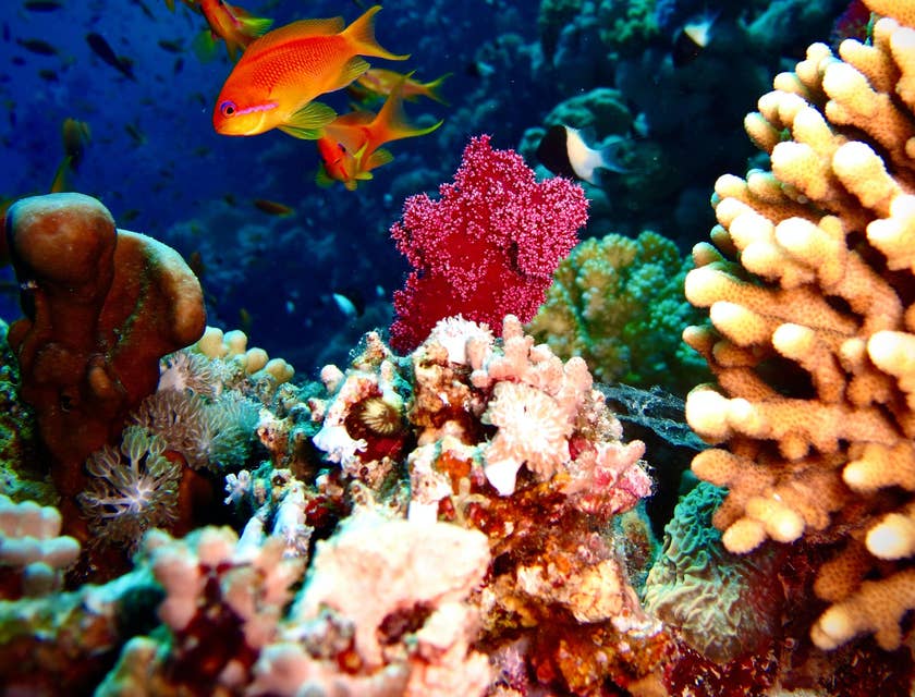 Un paesaggio subacqueo marino ricco di pesci e coralli.