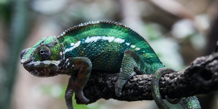 An adaptable chameleon resting on a branch.