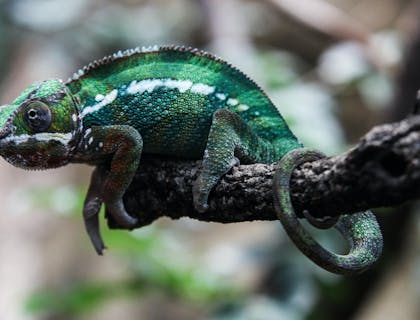 Un camaleonte dalla natura adattabile che si riposa su un ramo.
