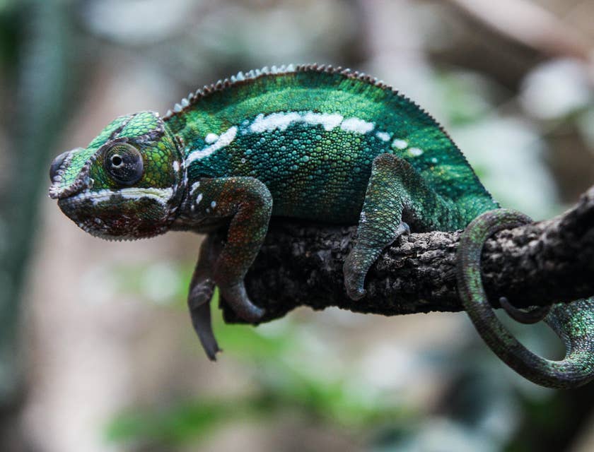 Un camaleonte dalla natura adattabile che si riposa su un ramo.