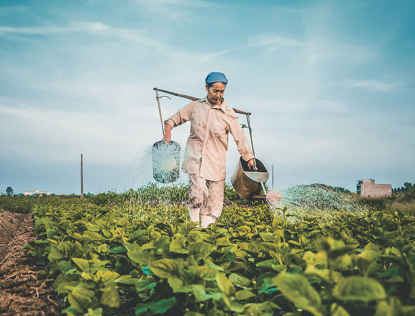 A farmer tends to their agriculture business.