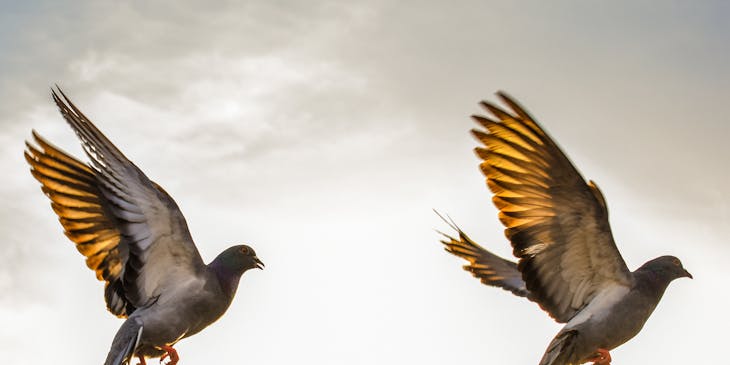Two alliterative birds taking flight.