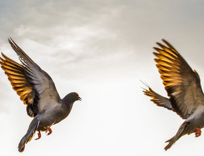 Two alliterative birds taking flight.