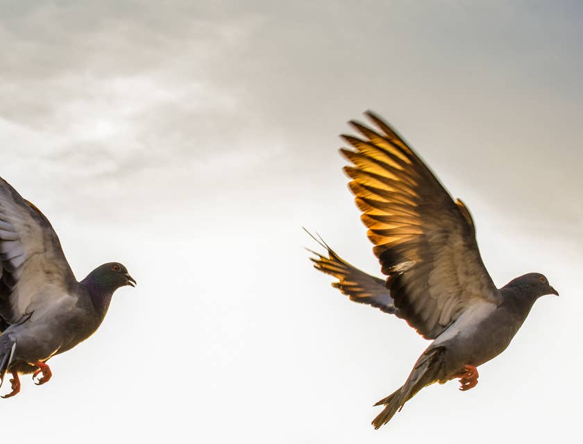 Two alliterative birds taking flight.