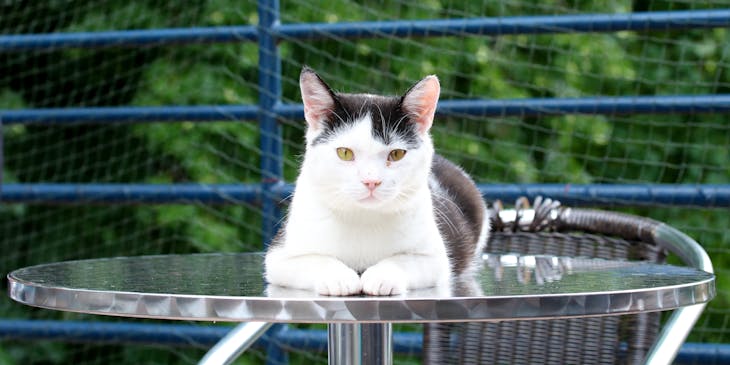 Cat lying on a table in the outdoor area of an animal business.