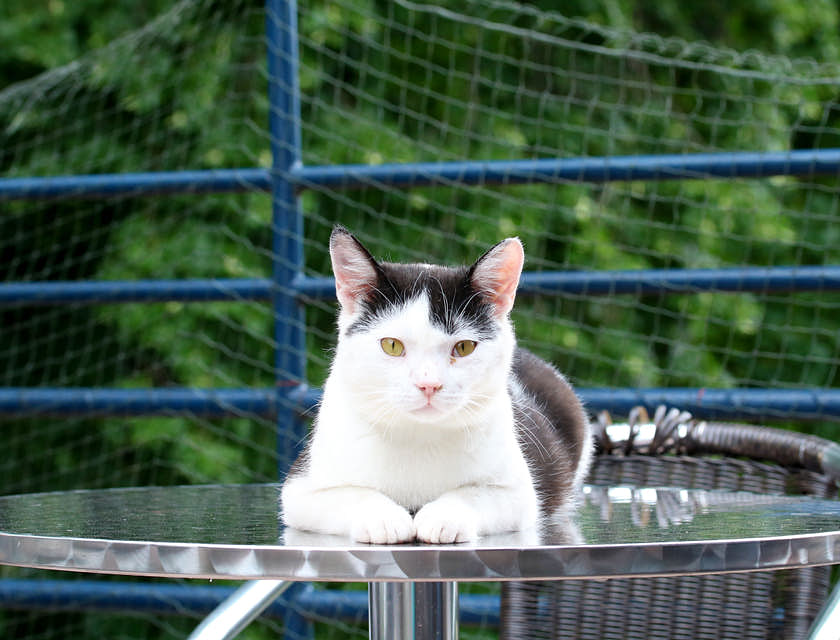 Un chat sur une table en dehors d'une entreprise animalière.