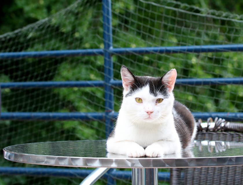 Un chat sur une table en dehors d'une entreprise animalière.