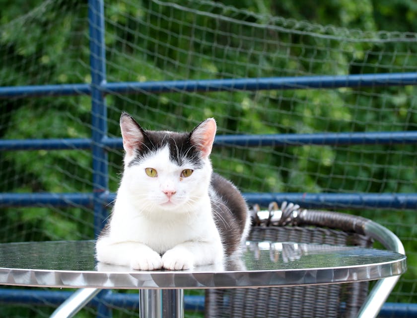 Gato acostado sobre una mesa en el área exterior de un negocio de animales.