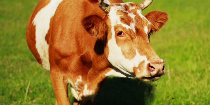 Cattle in an animal care center.