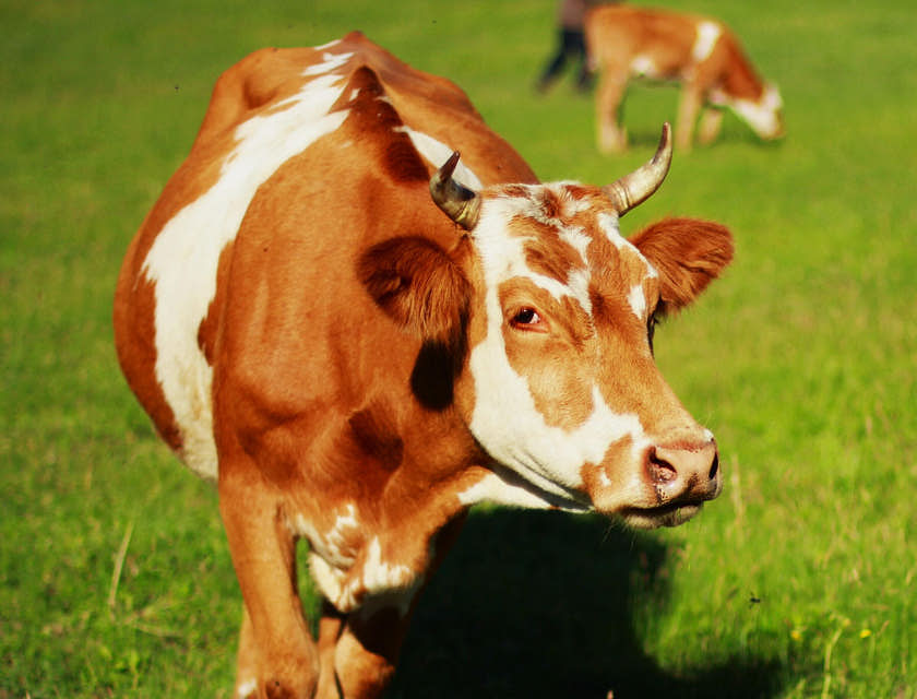 Nombres para negocios de cuidado animal
