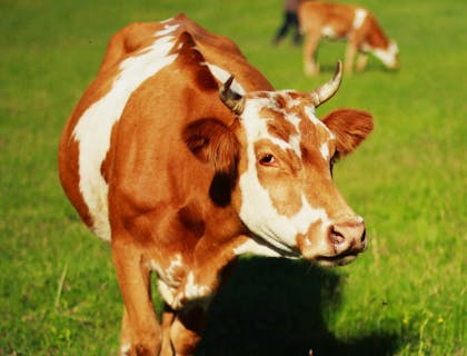 Vaca en un negocio de cuidado animal.