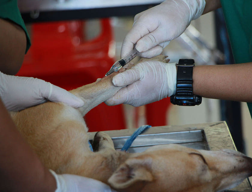 Nombres para negocios de fisioterapia veterinaria