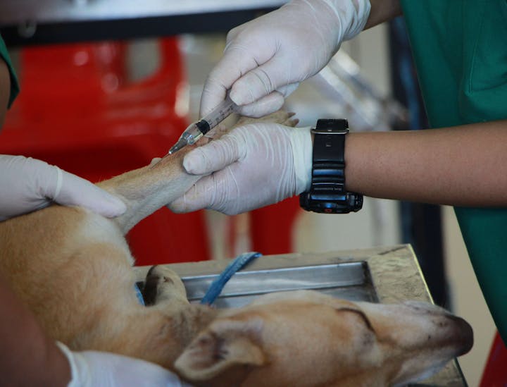 Animal Physical Therapy Business Names