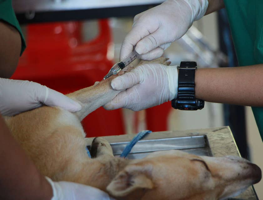 Veterinário injetando um remédio na pata de um animal em uma clínica de fisioterapia veterinária.