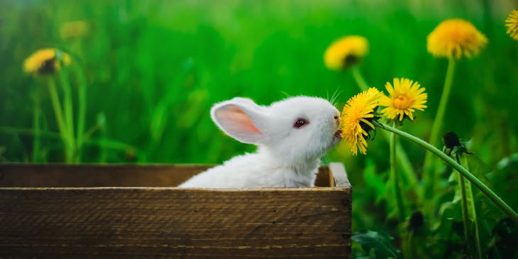 A baby bunny eating a dandelion while sitting in a basket at an animal shelter.