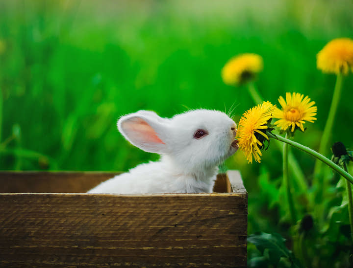 Noms de refuge animalier