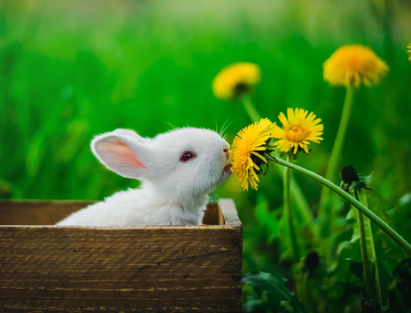 Animal Shelter Business Names