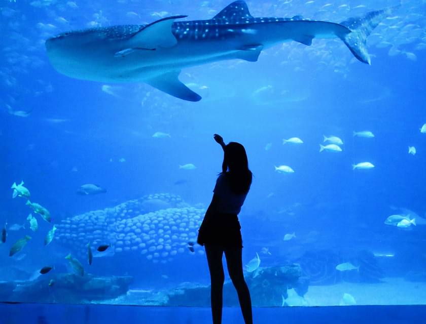 Aquariums Business Names