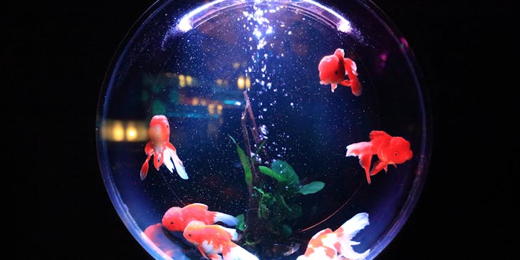 Several fish in a round aquarium.