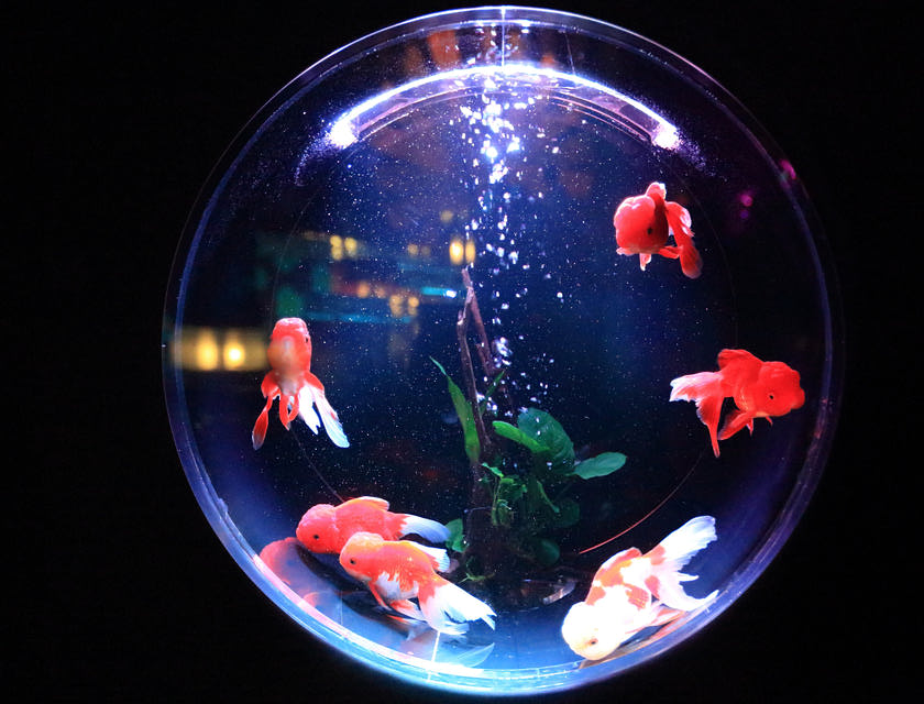 Fische schwimmen in einem runden Aquarium, das von einem auf Aquaristik spezialisierten Anbieter stammt.