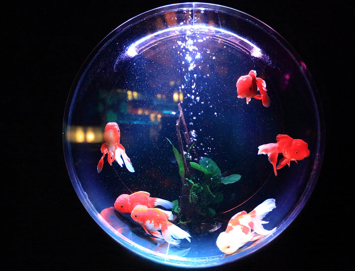 Aquarium Service Business Names