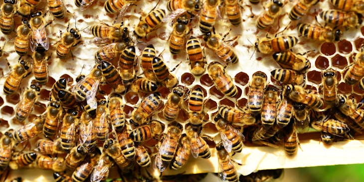 bees on a honeycomb