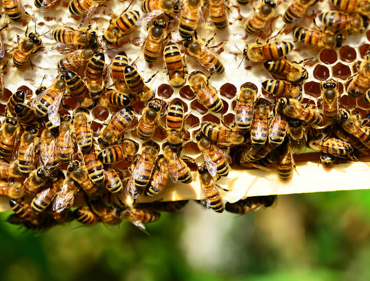 Nomes para lojas de apicultura