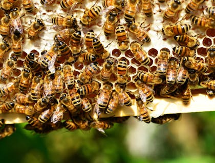 Abejas en una colmena de un negocio de apicultura.