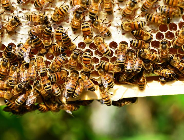 Bee Business Names
