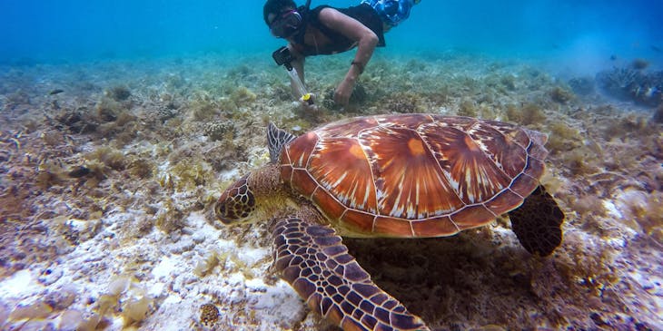A man diving in the ocean with a turtle nearby.