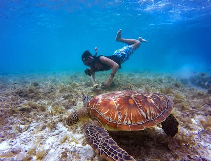 Ein Taucher schwimmt nahe des Meeresbodens neben einer großen Wasserschildkröte.