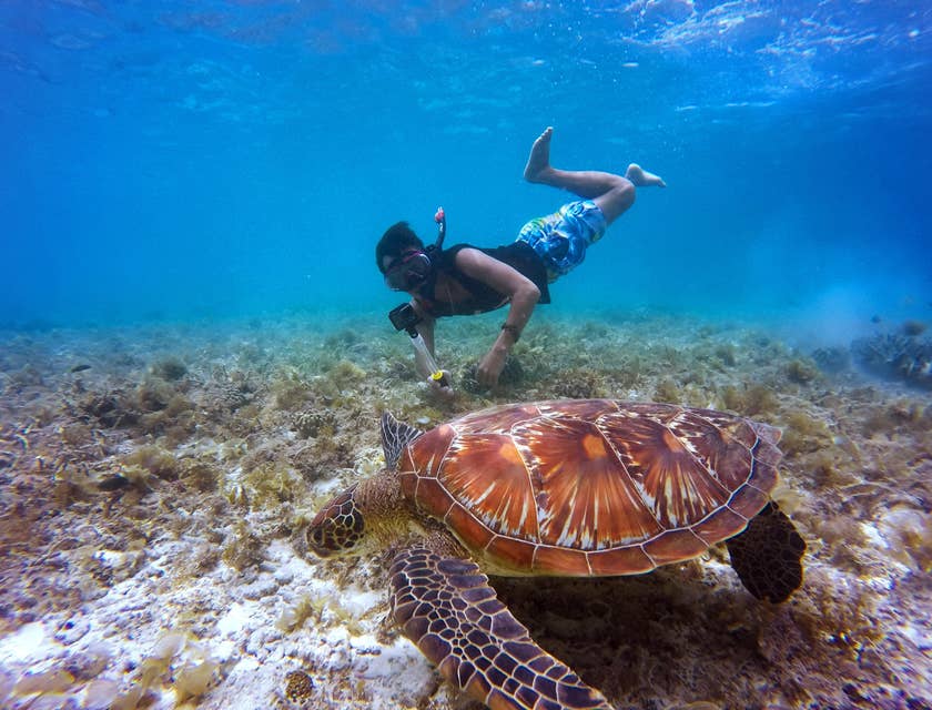 Ein Taucher schwimmt nahe des Meeresbodens neben einer großen Wasserschildkröte.