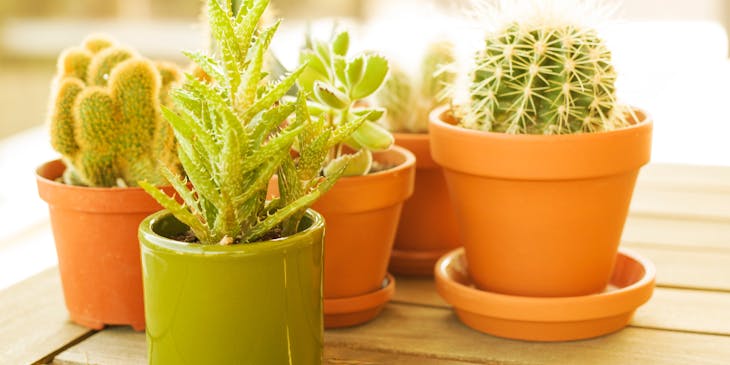 Cactus planted in a brown flower pot.
