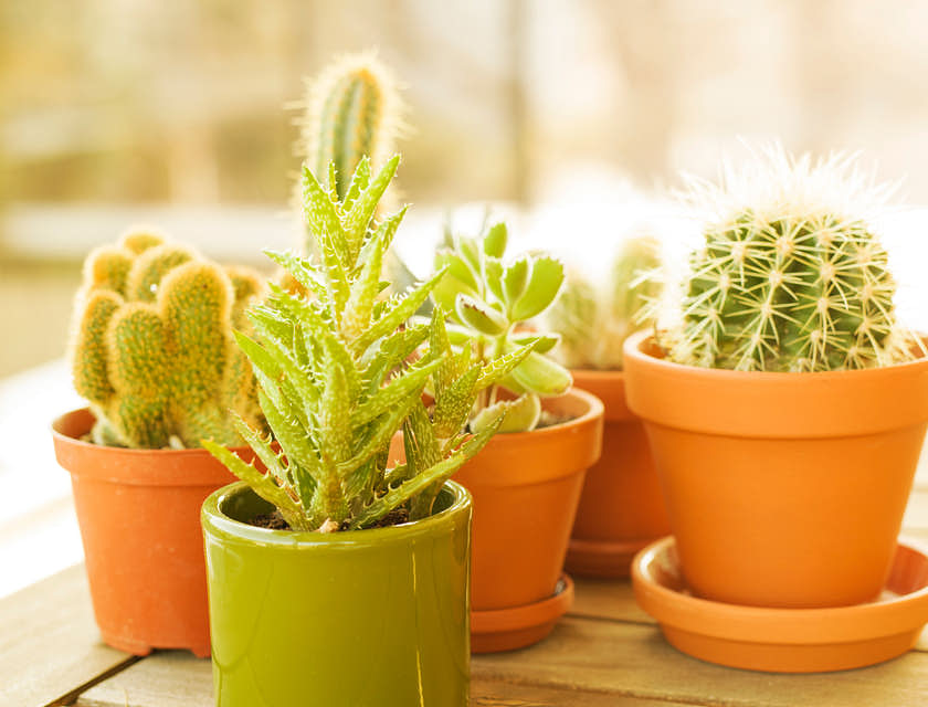 Cactus plantados en una maceta para flores café.