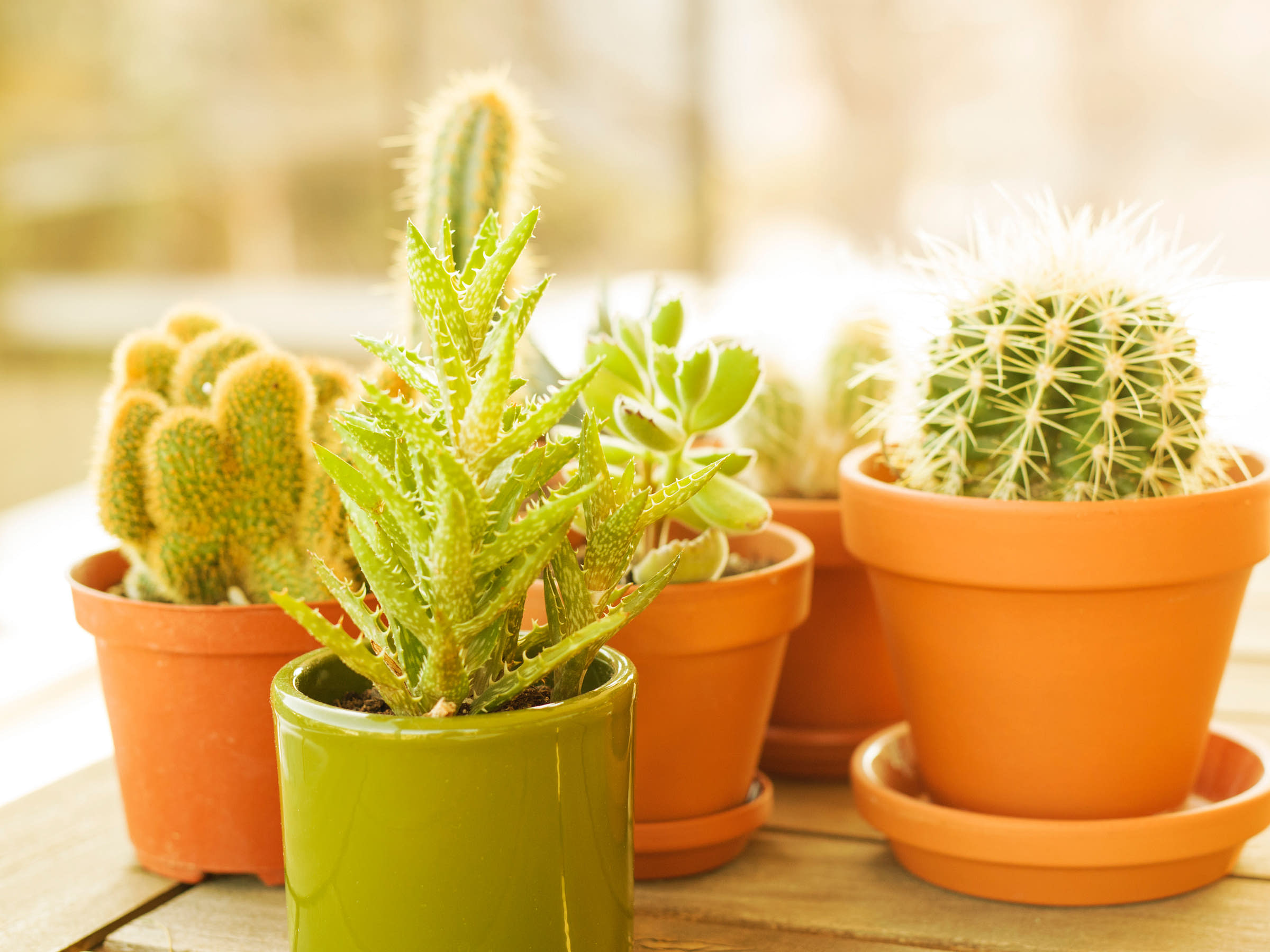 Cactus Business Names