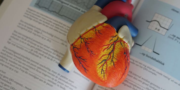 Dummy heart used by cardiologists.