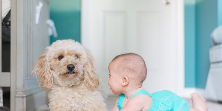 A baby and a puppy on new carpeting.