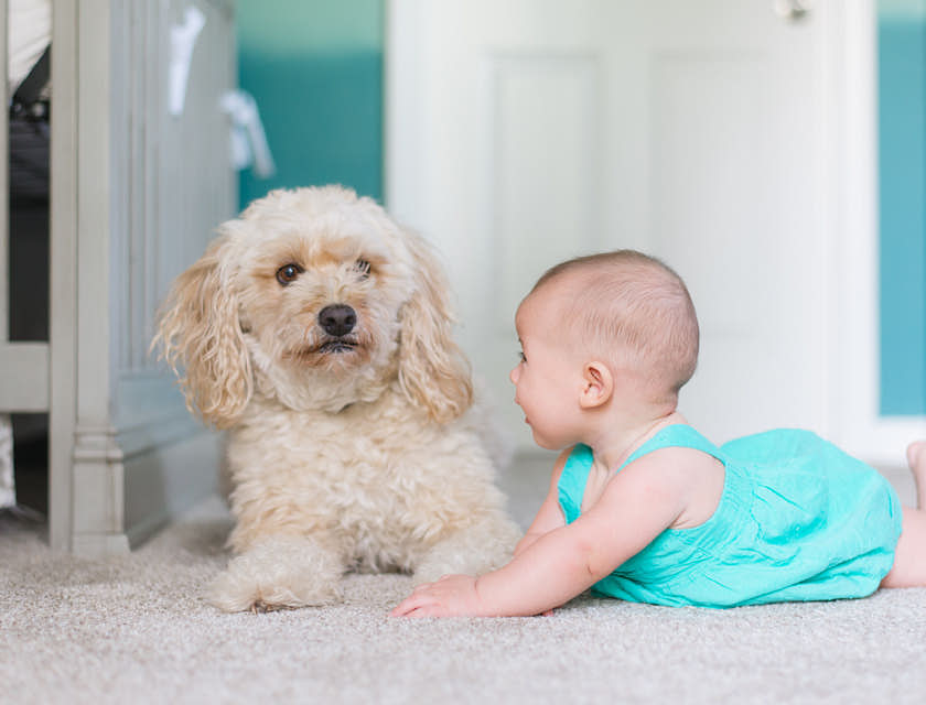 A baby and a puppy on new carpeting.