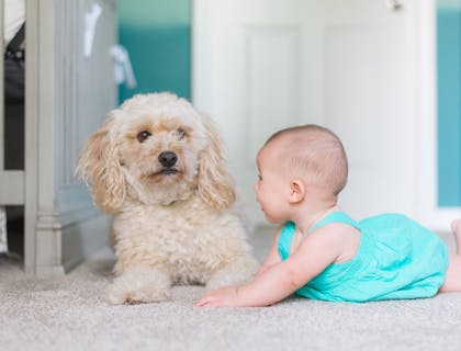 A baby and a puppy on new carpeting.