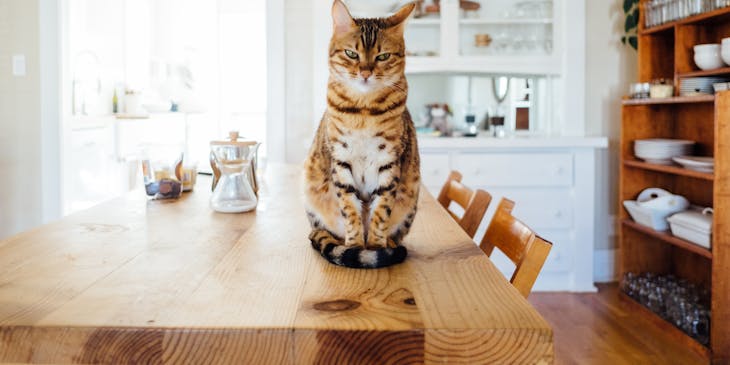 An orange and white tabby cat sitting on a kitchen table.