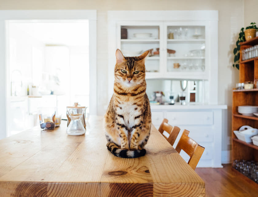 Un gatto striato di colore arancione e bianco seduto con eleganza sul tavolo di una cucina.