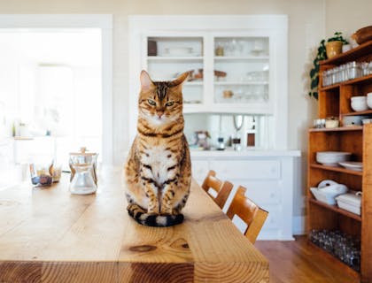 An orange and white tabby cat sitting on a kitchen table.