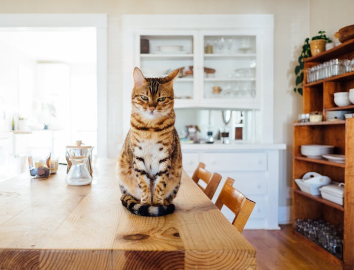 Nombres para negocios para gatos