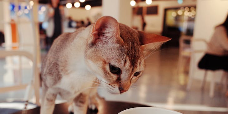A cat sniffing a cup of coffee on the table of a cat cafe.