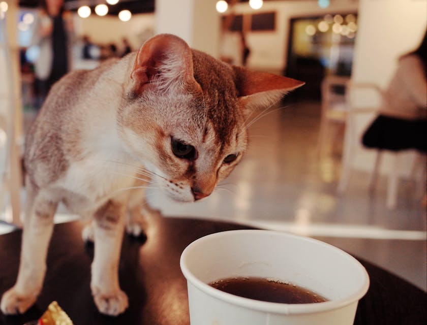 Un chat sur une table dans un bar à chats, reniflant une tasse de café.