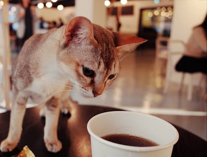 Un gatito sobre una mesa viendo una taza de café en un café de gatos.