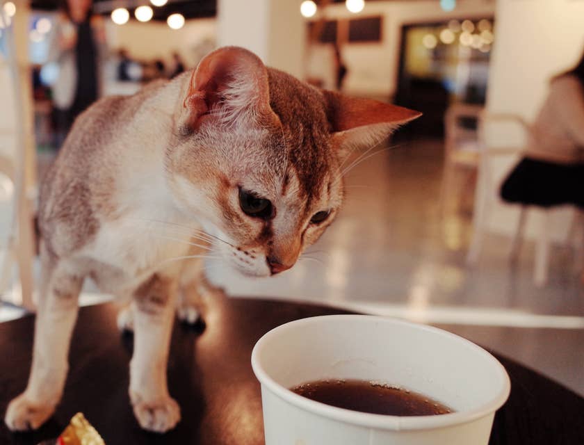 Un chat sur une table dans un bar à chats, reniflant une tasse de café.
