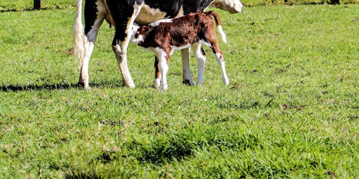 Black and white cow with her calf grazing on a dairy farm.