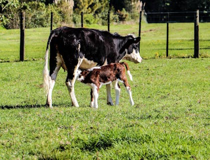 Eine schwarz-weiße Kuh mit ihrem Kalb grast auf der Wiese eines Milchhofs.
